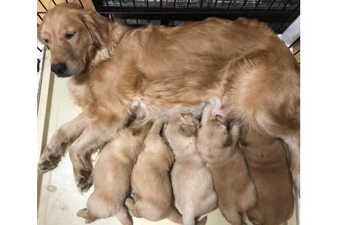 販売中のゴールデンレトリーバーの親犬